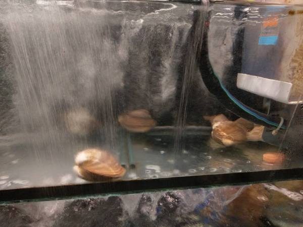 京丸水產 居酒屋：京丸水產 居酒屋-全台第一家24HR營業的居酒屋  新鮮海產活跳跳  日式的裝潢好吸引人