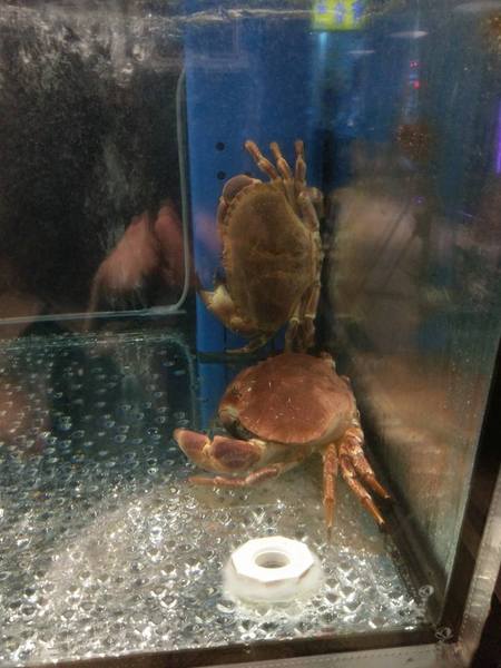 京丸水產 居酒屋：京丸水產 居酒屋-全台第一家24HR營業的居酒屋  新鮮海產活跳跳  日式的裝潢好吸引人