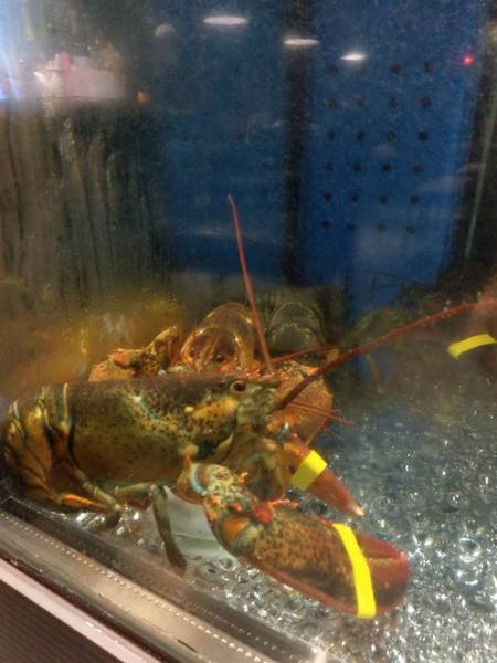 京丸水產 居酒屋：京丸水產 居酒屋-全台第一家24HR營業的居酒屋  新鮮海產活跳跳  日式的裝潢好吸引人