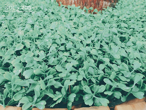 31690099893_f6924663b6_o