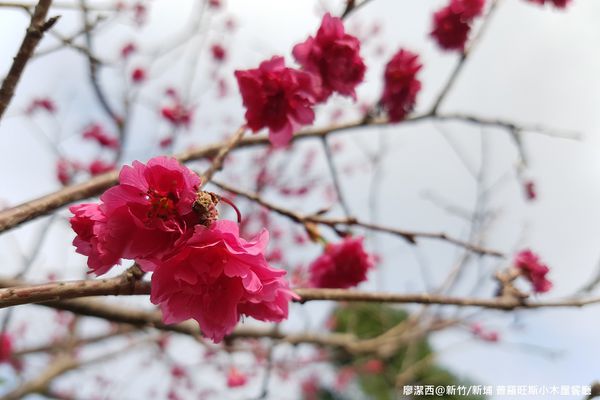 【新竹/新埔】普羅旺斯小木屋餐廳