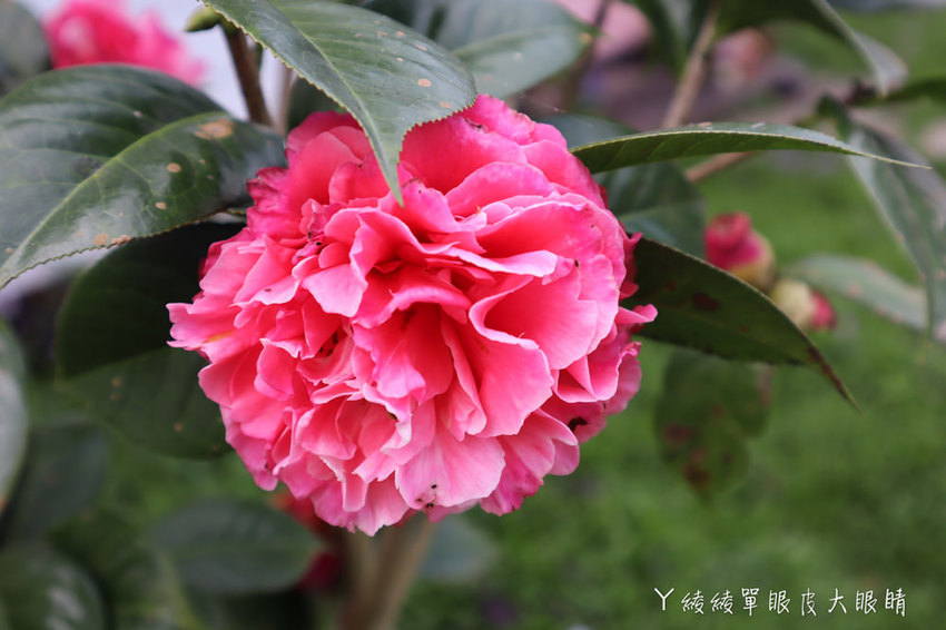 新埔普羅旺斯小木屋餐廳,超夢幻的雨滴蛋糕和草莓飲品,新竹賞櫻景點推薦!