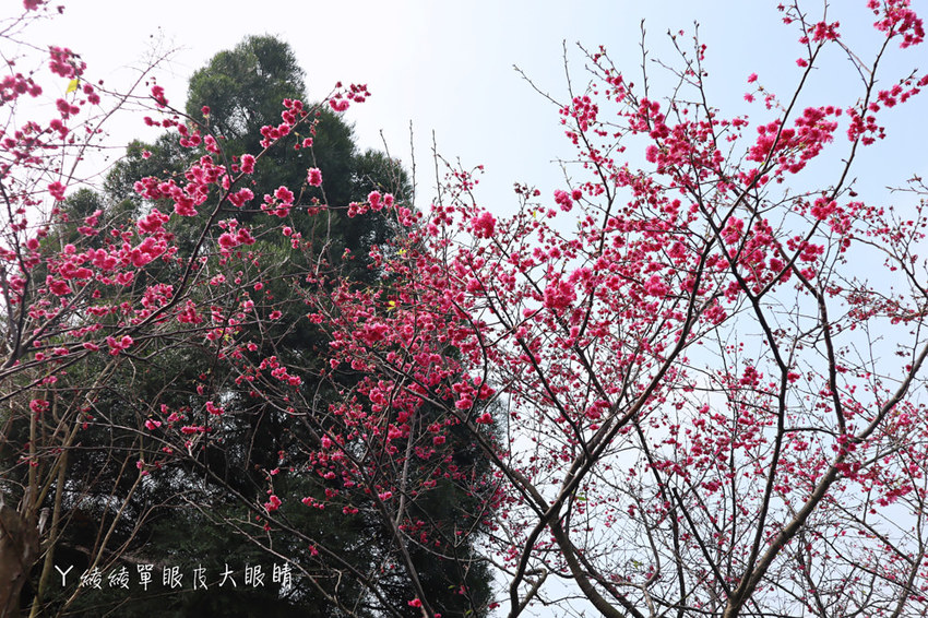新埔普羅旺斯小木屋餐廳，超夢幻的雨滴蛋糕和草莓飲品，新竹賞櫻景點推薦！