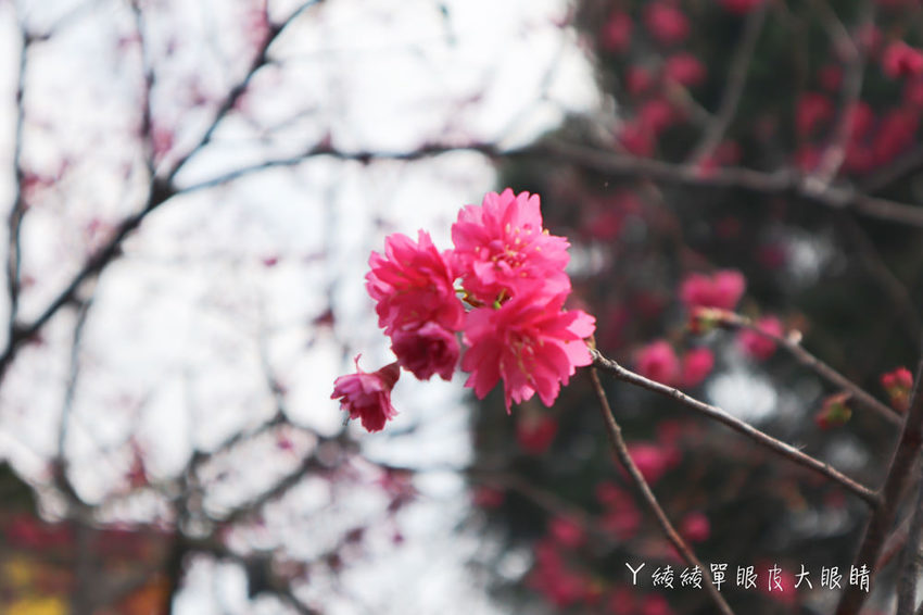 新埔普羅旺斯小木屋餐廳，超夢幻的雨滴蛋糕和草莓飲品，新竹賞櫻景點推薦！