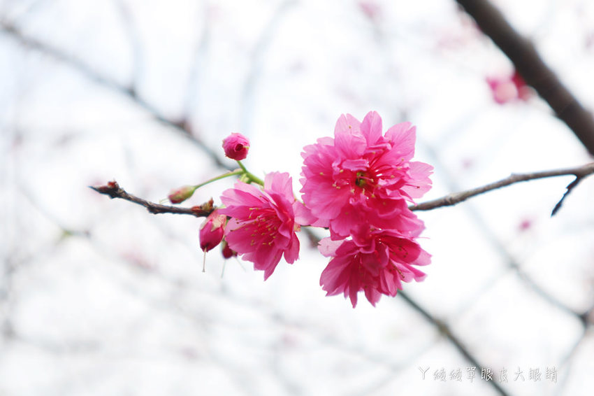 新埔普羅旺斯小木屋餐廳,超夢幻的雨滴蛋糕和草莓飲品,新竹賞櫻景點推薦!