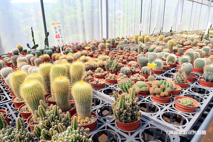 新埔普羅旺斯小木屋餐廳,超夢幻的雨滴蛋糕和草莓飲品,新竹賞櫻景點推薦!