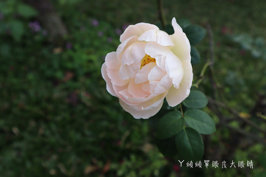 新埔普羅旺斯小木屋餐廳,超夢幻的雨滴蛋糕和草莓飲品,新竹賞櫻景點推薦!