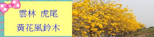 黃花風鈴木.jpg