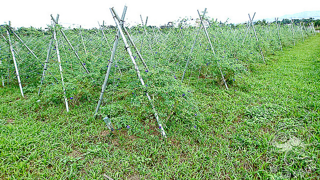 豐禾有機_蝶豆花田01