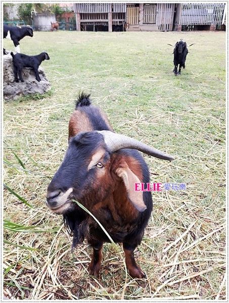 16809431_120300002153609812_1690198179_n