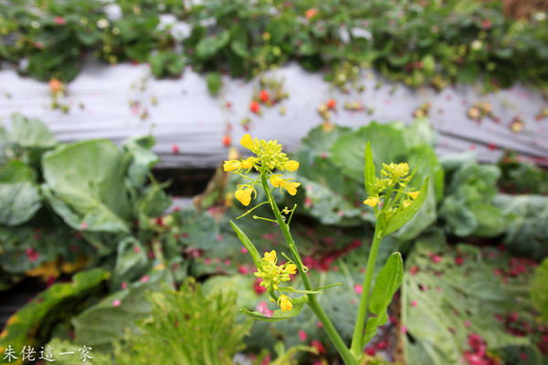 IMG_0063.jpg IMG_0063.jpg