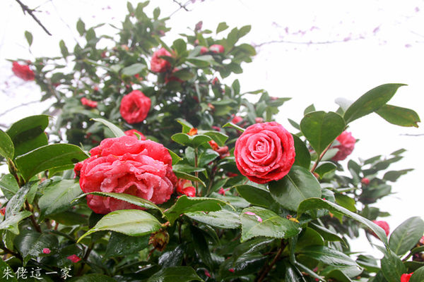 IMG_0070.jpg IMG_0070.jpg