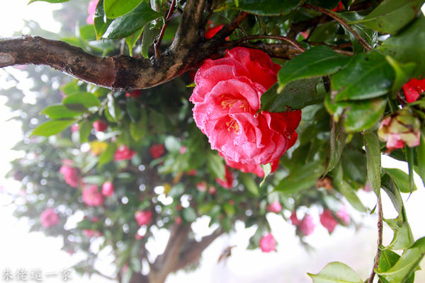 IMG_0078.jpg IMG_0078.jpg