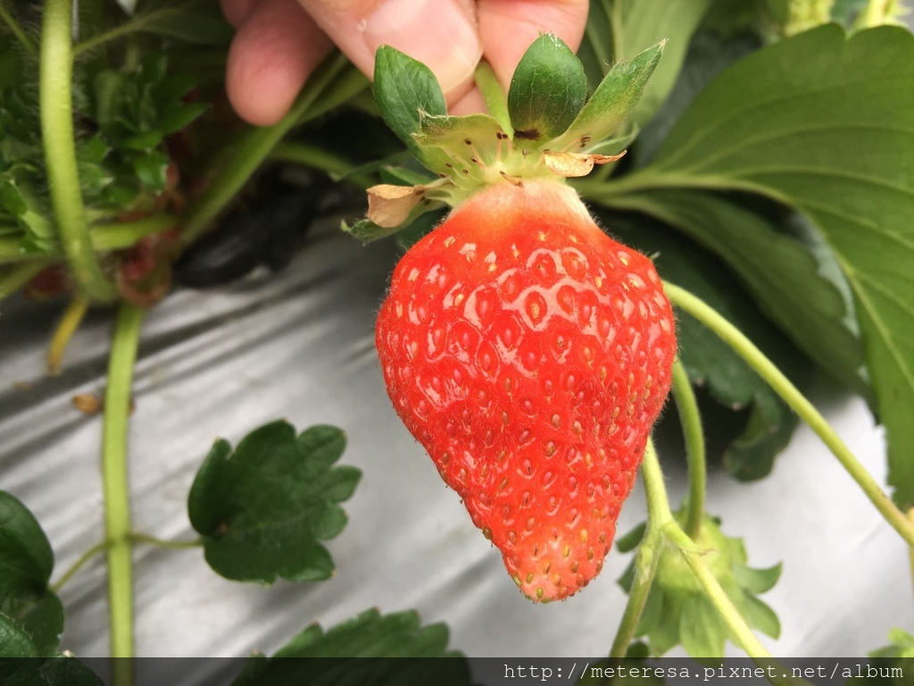 IMG_4203.JPG IMG_4203.JPG