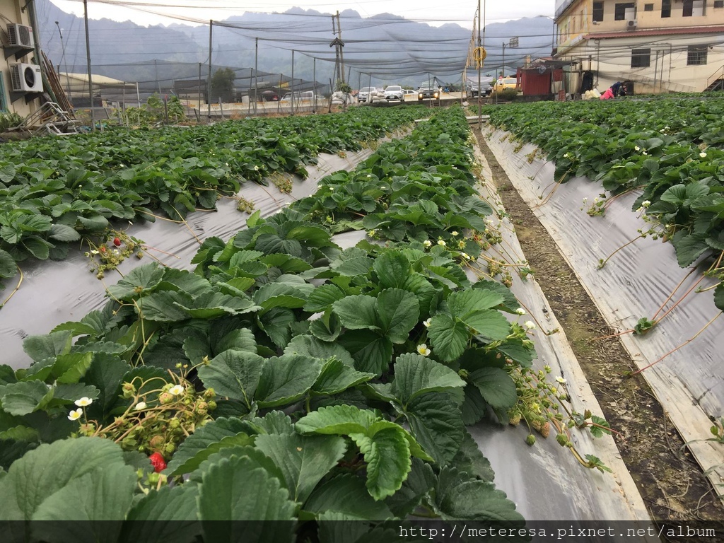 IMG_4202.JPG IMG_4202.JPG