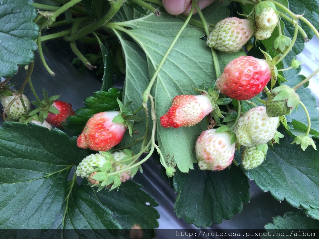 IMG_4208.JPG IMG_4208.JPG