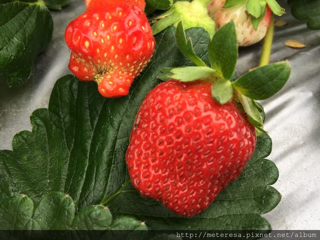 IMG_4207.JPG IMG_4207.JPG