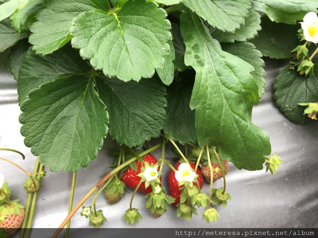 IMG_4185.JPG IMG_4185.JPG