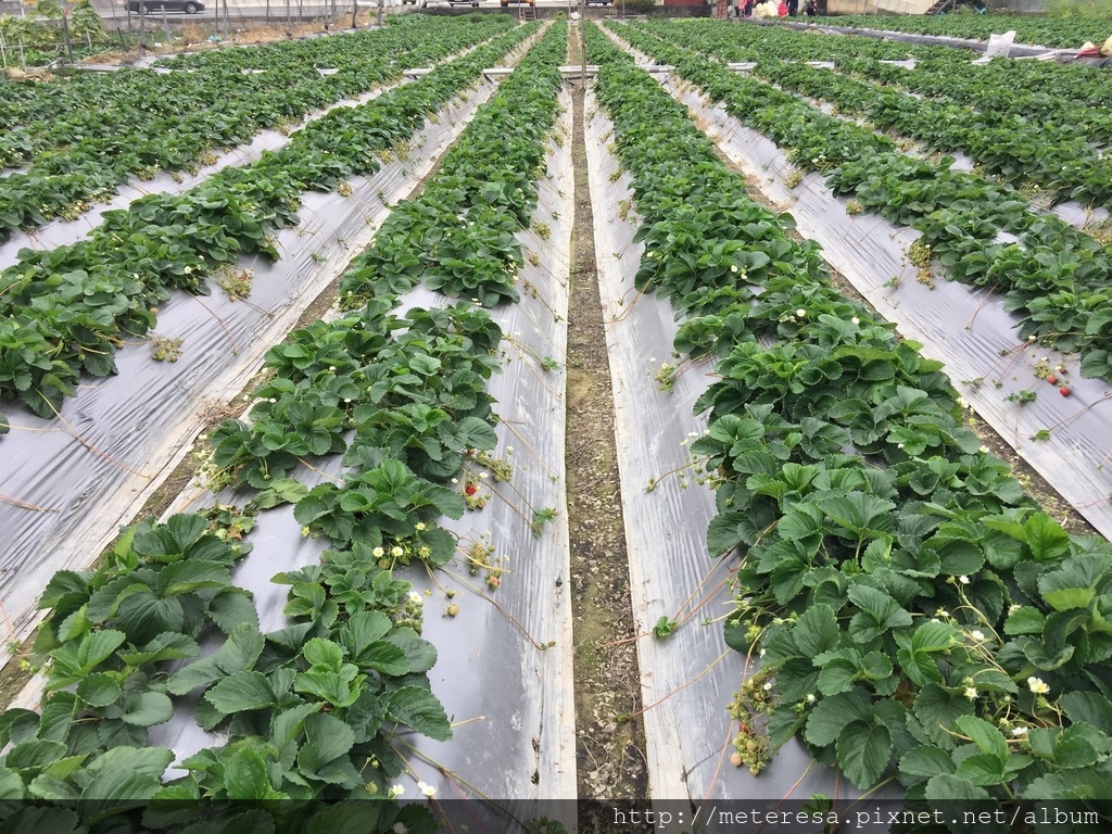 IMG_4201.JPG IMG_4201.JPG