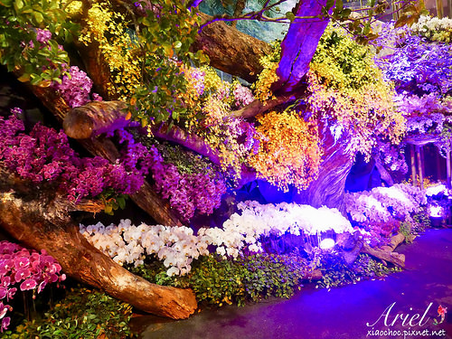 【台南逛逛】2018台灣國際蘭展在台南 ✿ 走進蘭花隧道夢幻仙境，一同聚首蘭亭