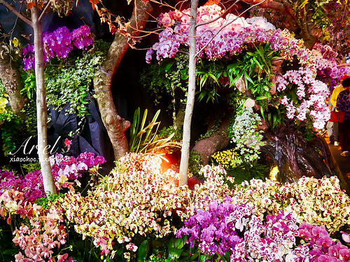 【台南逛逛】2018台灣國際蘭展在台南 ✿ 走進蘭花隧道夢幻仙境，一同聚首蘭亭