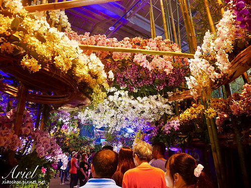 【台南逛逛】2018台灣國際蘭展在台南 ✿ 走進蘭花隧道夢幻仙境，一同聚首蘭亭