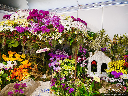 【台南逛逛】2018台灣國際蘭展在台南 ✿ 走進蘭花隧道夢幻仙境，一同聚首蘭亭