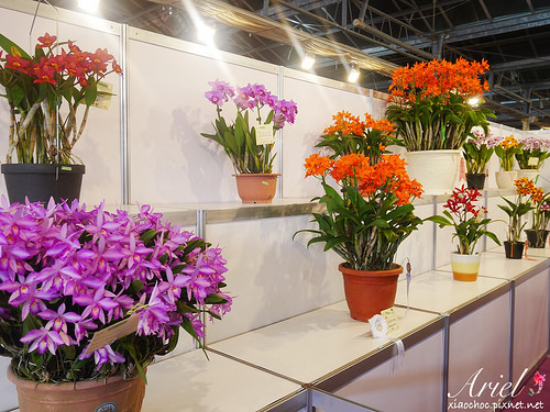 【台南逛逛】2018台灣國際蘭展在台南 ✿ 走進蘭花隧道夢幻仙境，一同聚首蘭亭