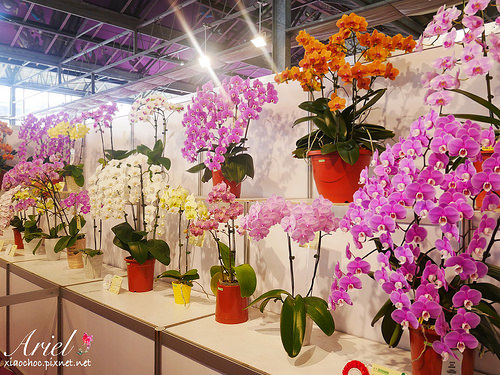 【台南逛逛】2018台灣國際蘭展在台南 ✿ 走進蘭花隧道夢幻仙境，一同聚首蘭亭