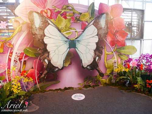 【台南逛逛】2018台灣國際蘭展在台南 ✿ 走進蘭花隧道夢幻仙境，一同聚首蘭亭