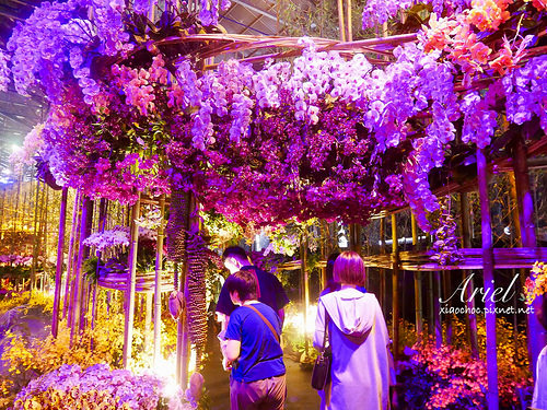 【台南逛逛】2018台灣國際蘭展在台南 ✿ 走進蘭花隧道夢幻仙境，一同聚首蘭亭