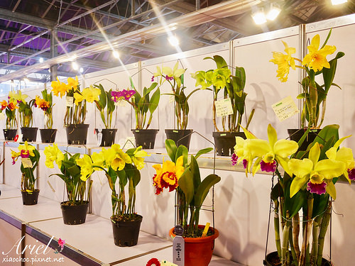 【台南逛逛】2018台灣國際蘭展在台南 ✿ 走進蘭花隧道夢幻仙境，一同聚首蘭亭