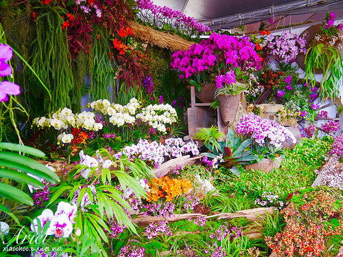 【台南逛逛】2018台灣國際蘭展在台南 ✿ 走進蘭花隧道夢幻仙境，一同聚首蘭亭