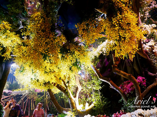 【台南逛逛】2018台灣國際蘭展在台南 ✿ 走進蘭花隧道夢幻仙境，一同聚首蘭亭