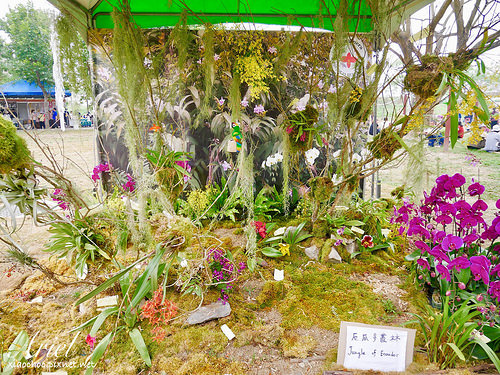 【台南逛逛】2018台灣國際蘭展在台南 ✿ 走進蘭花隧道夢幻仙境，一同聚首蘭亭