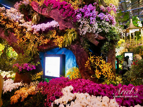 【台南逛逛】2018台灣國際蘭展在台南 ✿ 走進蘭花隧道夢幻仙境，一同聚首蘭亭