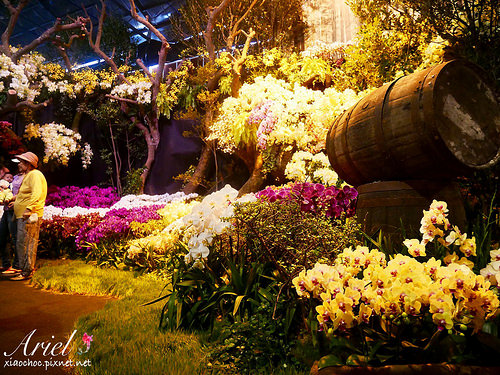 【台南逛逛】2018台灣國際蘭展在台南 ✿ 走進蘭花隧道夢幻仙境，一同聚首蘭亭