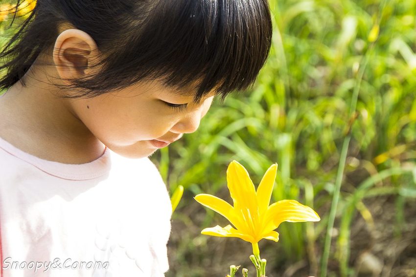 【玩樂.彰化】彰化賞花景點/彰化花壇虎山巖金針花海~不必到花蓮六十石山,彰化花壇也有美麗金針花海