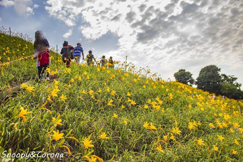【玩樂.彰化】彰化賞花景點/彰化花壇虎山巖金針花海~不必到花蓮六十石山,彰化花壇也有美麗金針花海