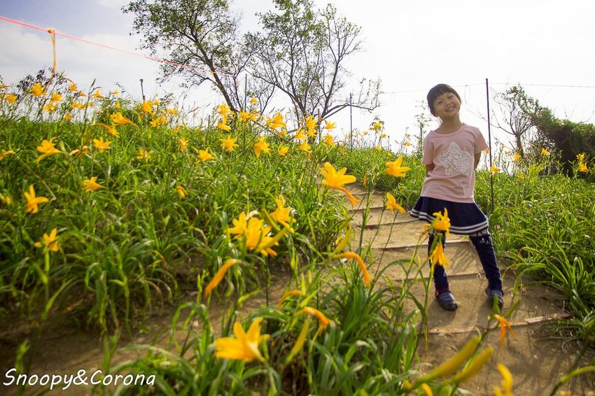 【玩樂.彰化】彰化賞花景點/彰化花壇虎山巖金針花海~不必到花蓮六十石山,彰化花壇也有美麗金針花海