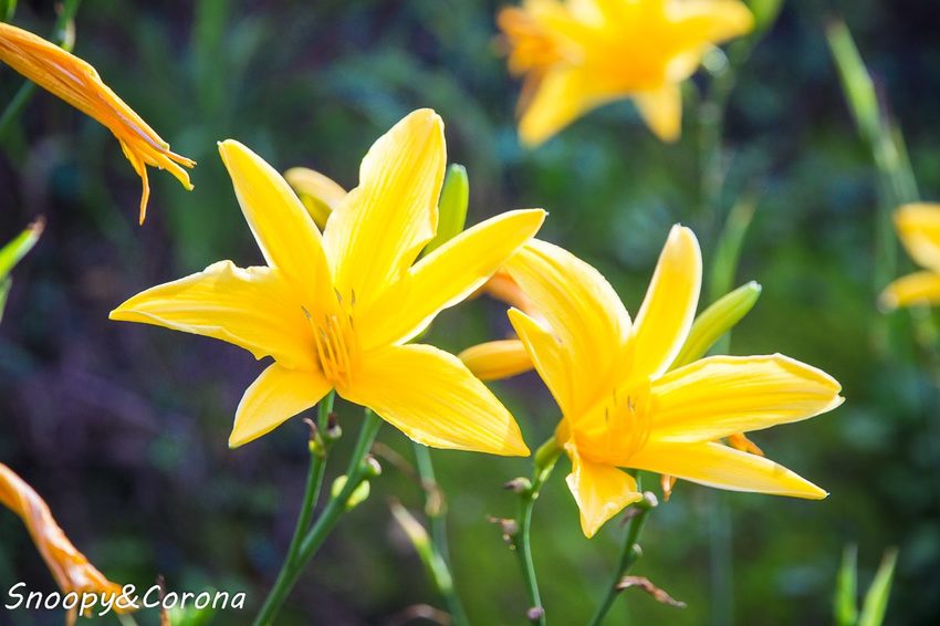 【玩樂.彰化】彰化賞花景點/彰化花壇虎山巖金針花海~不必到花蓮六十石山,彰化花壇也有美麗金針花海