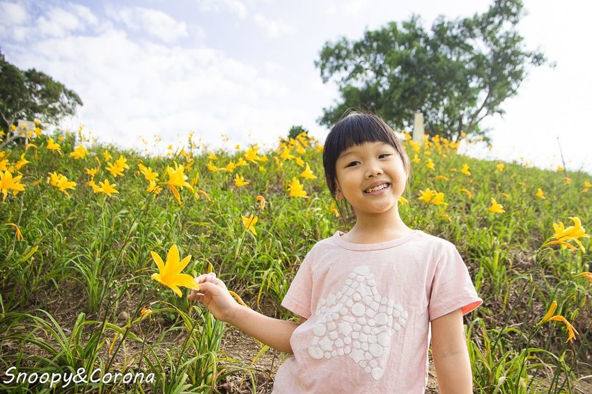 【玩樂.彰化】彰化賞花景點/彰化花壇虎山巖金針花海~不必到花蓮六十石山,彰化花壇也有美麗金針花海