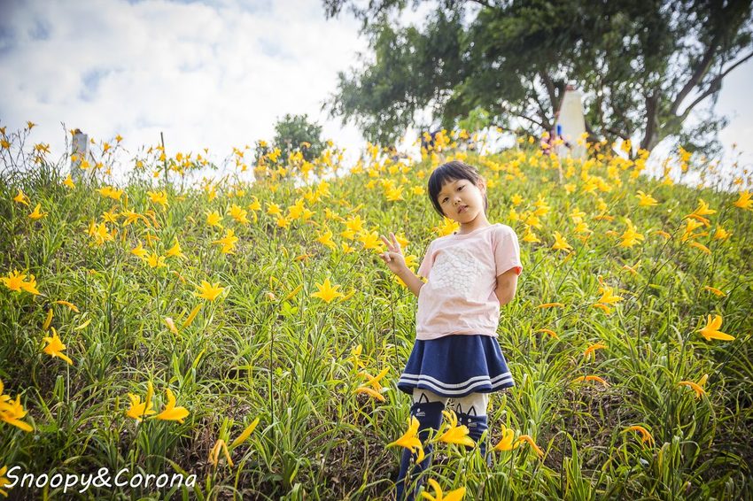 【玩樂.彰化】彰化賞花景點/彰化花壇虎山巖金針花海~不必到花蓮六十石山,彰化花壇也有美麗金針花海