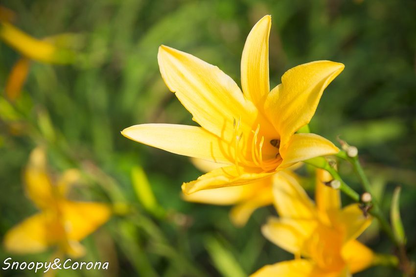 【玩樂.彰化】彰化賞花景點/彰化花壇虎山巖金針花海~不必到花蓮六十石山,彰化花壇也有美麗金針花海