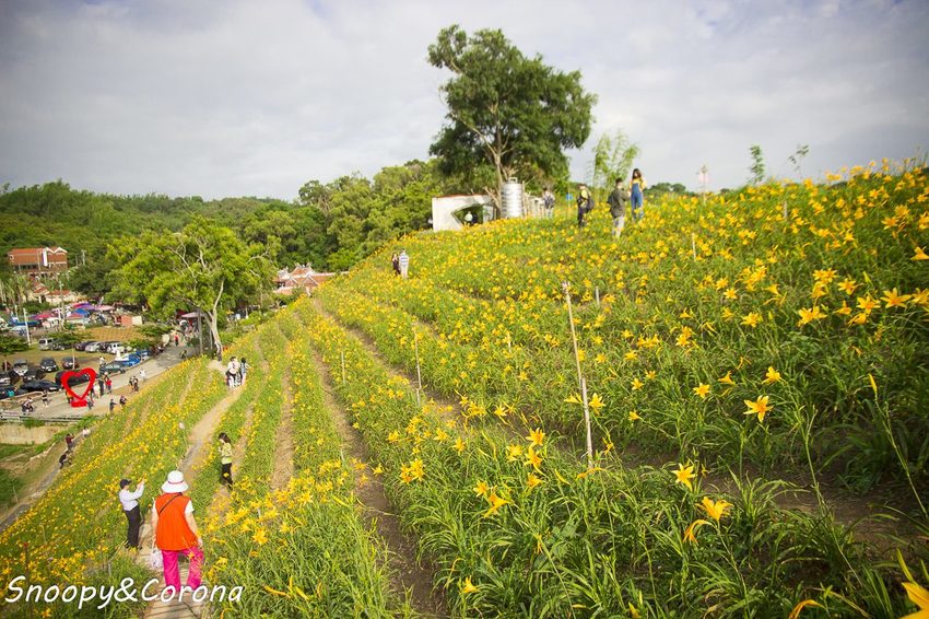 【玩樂.彰化】彰化賞花景點/彰化花壇虎山巖金針花海~不必到花蓮六十石山,彰化花壇也有美麗金針花海