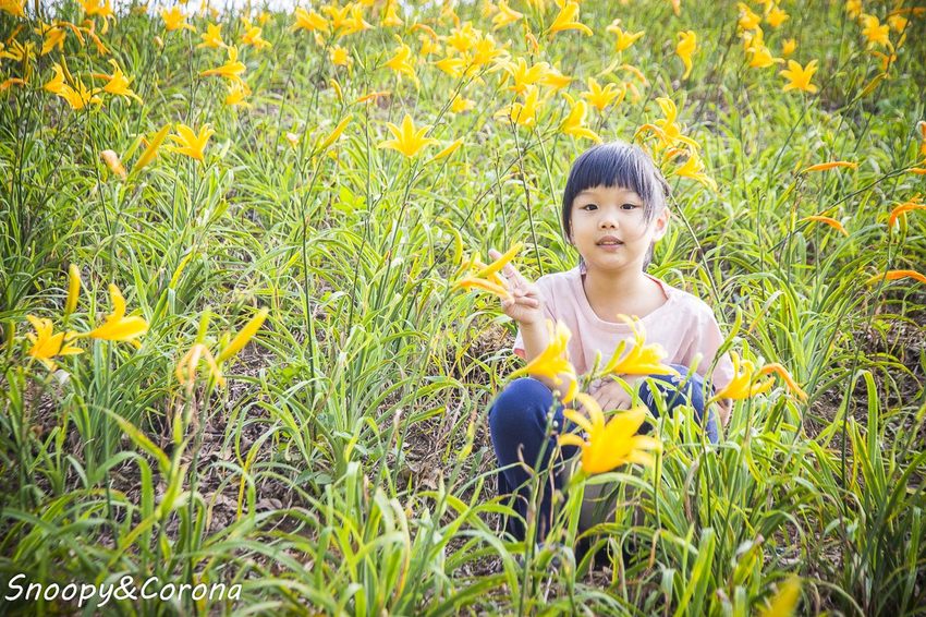 【玩樂.彰化】彰化賞花景點/彰化花壇虎山巖金針花海~不必到花蓮六十石山,彰化花壇也有美麗金針花海