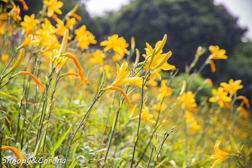 【玩樂.彰化】彰化賞花景點/彰化花壇虎山巖金針花海~不必到花蓮六十石山,彰化花壇也有美麗金針花海