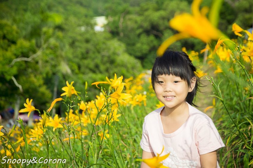 【玩樂.彰化】彰化賞花景點/彰化花壇虎山巖金針花海~不必到花蓮六十石山,彰化花壇也有美麗金針花海