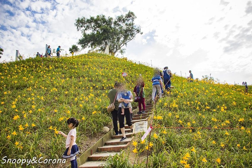 【玩樂.彰化】彰化賞花景點/彰化花壇虎山巖金針花海~不必到花蓮六十石山,彰化花壇也有美麗金針花海