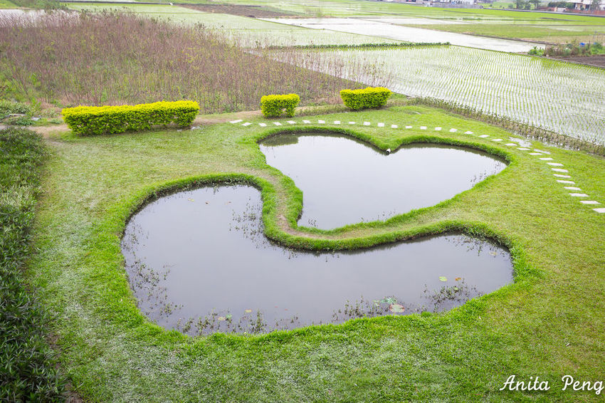 【玩樂.彰化】彰化賞花景點/彰化花壇虎山巖金針花海~不必到花蓮六十石山,彰化花壇也有美麗金針花海